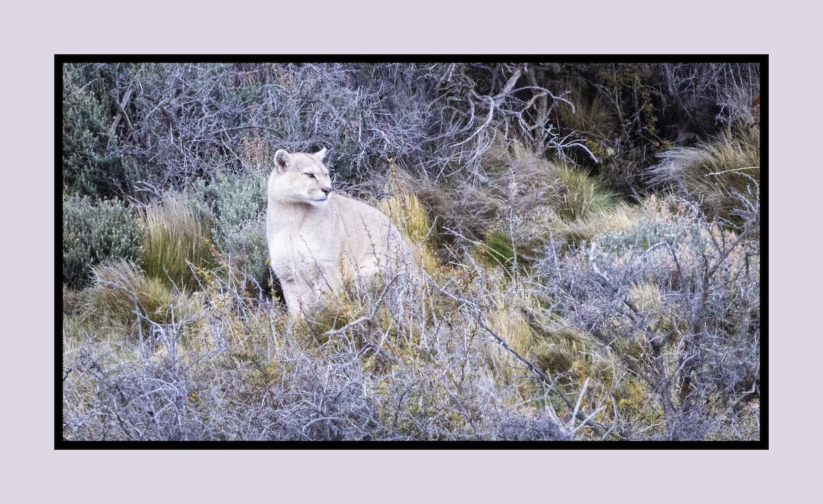 Mountain Lion - ML643193931