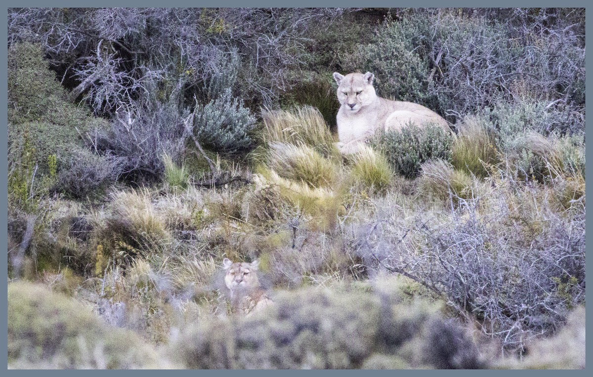 Mammals - ML643193932