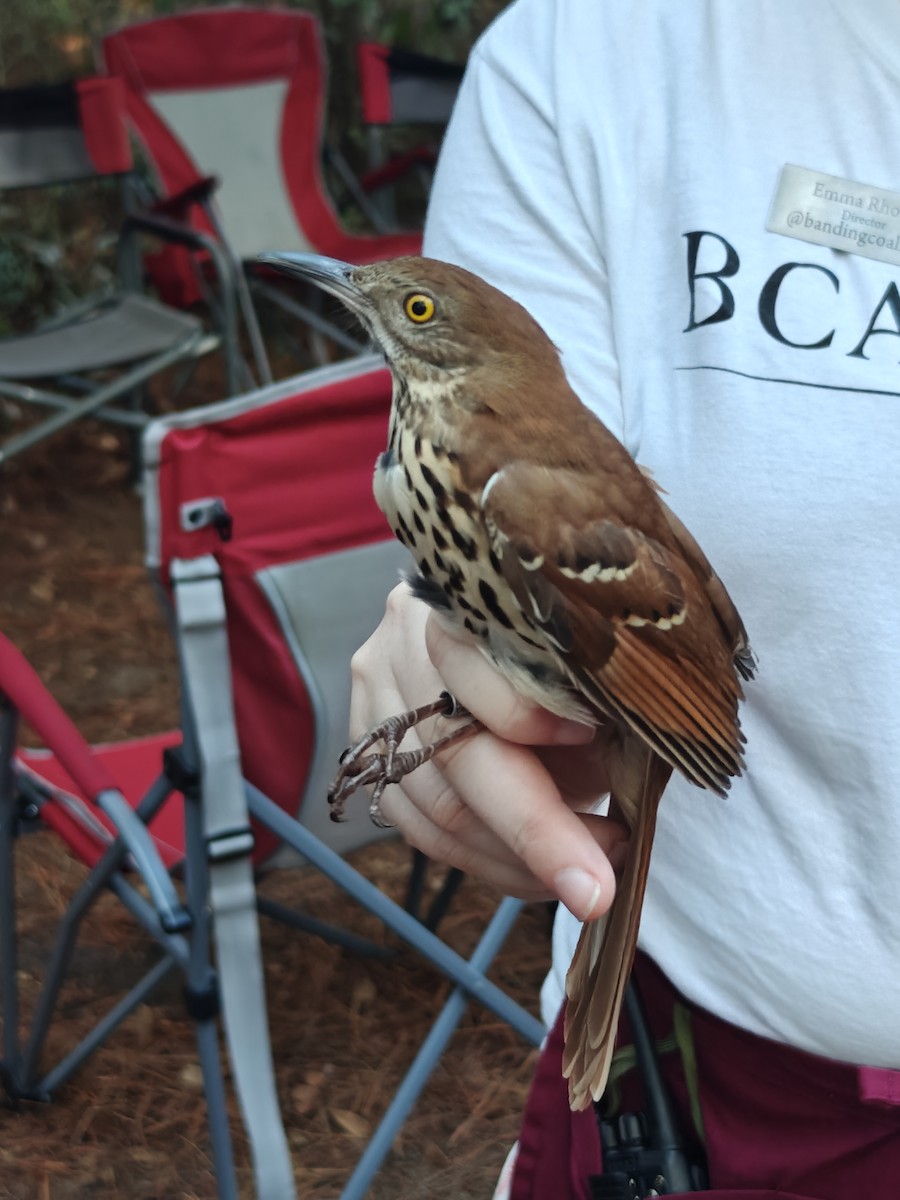 Brown Thrasher - ML643193933