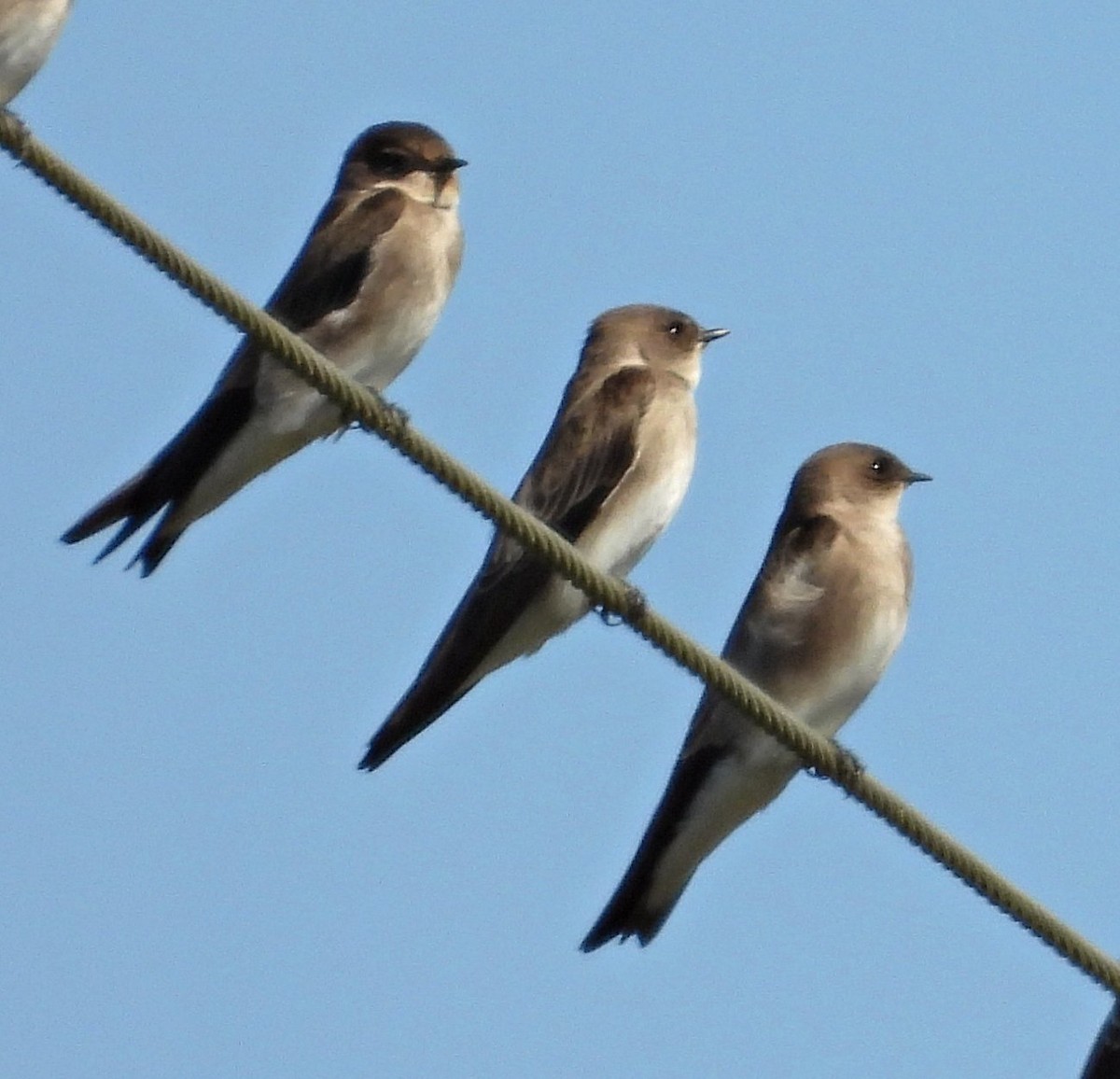 Northern Rough-winged Swallow - ML643193934