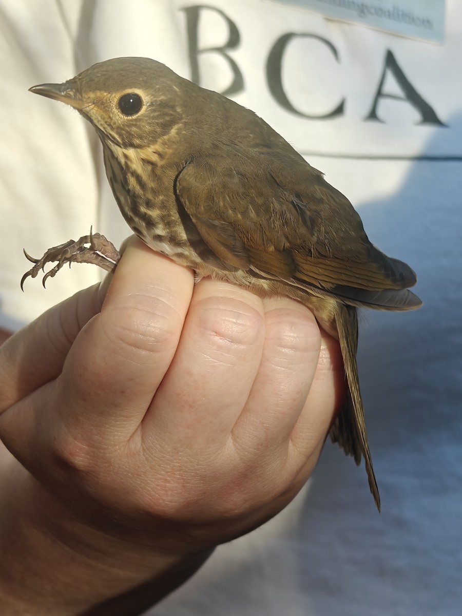Swainson's Thrush - ML643193936