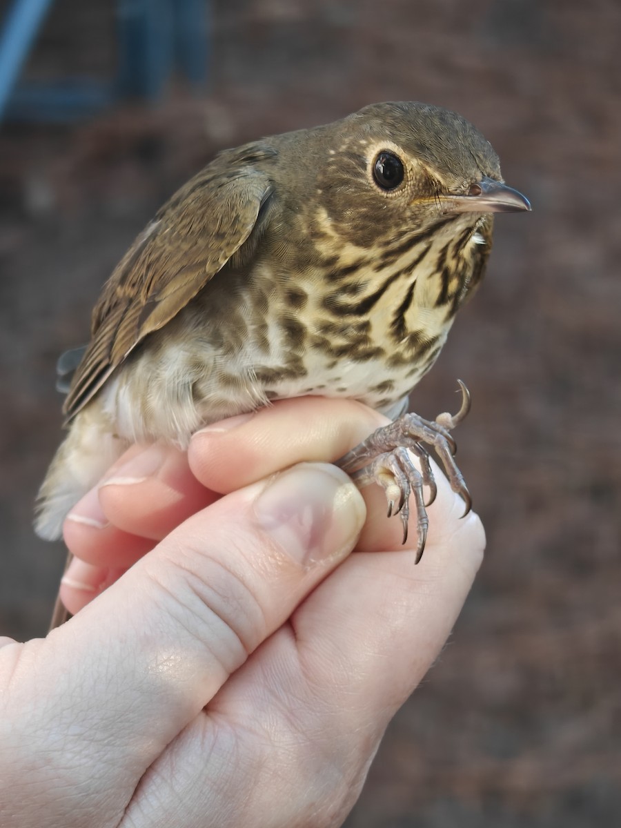 Swainson's Thrush - ML643193937