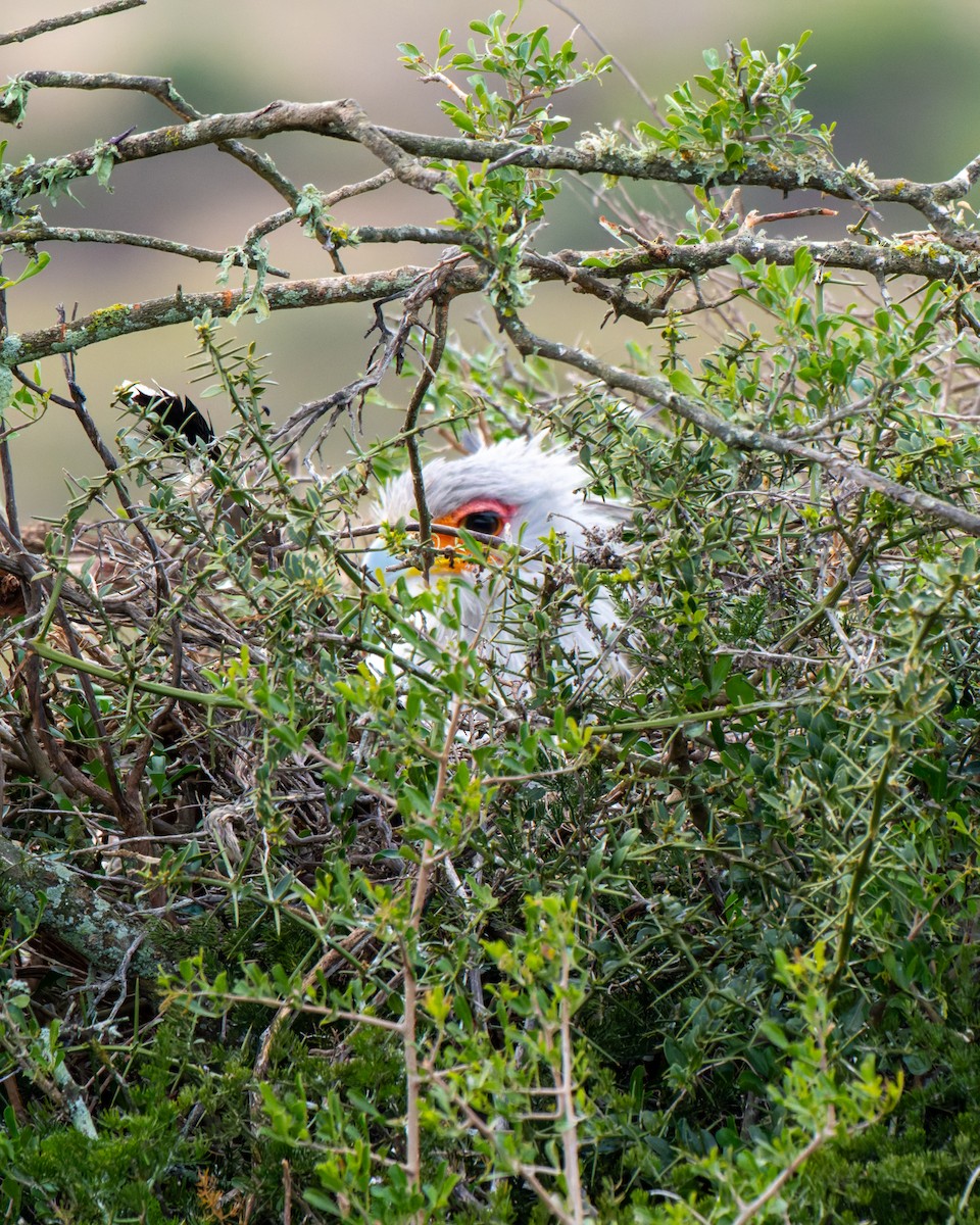 Secretarybird - ML643193938