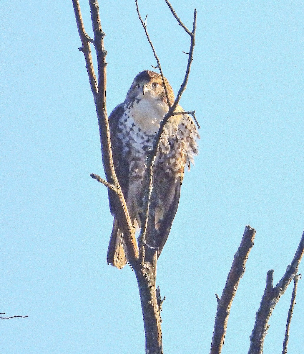 Red-tailed Hawk - ML643193939