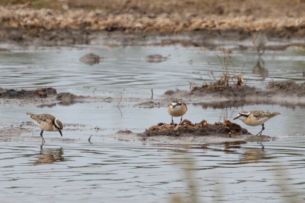 Kittlitz's Plover - ML643193940