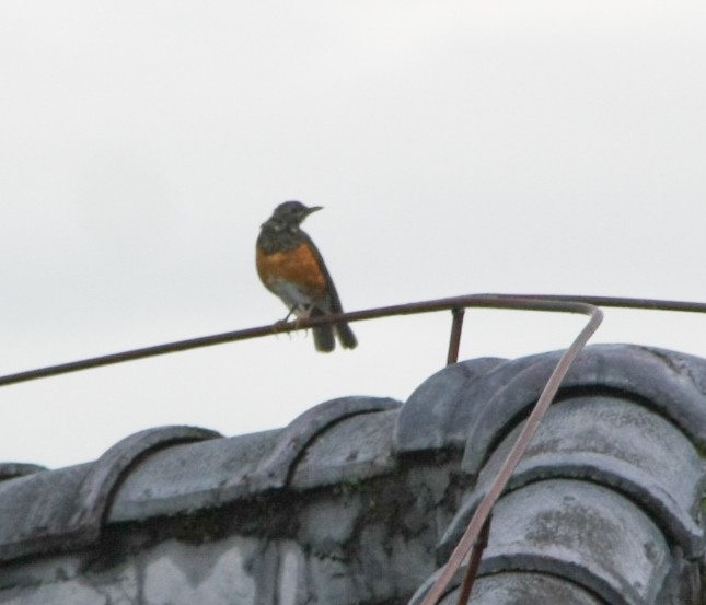 Black-breasted Thrush - ML643193944