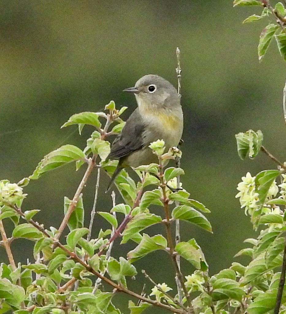 pinjeparula - ML643193947