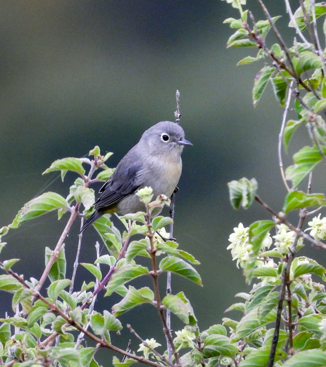 pinjeparula - ML643193950