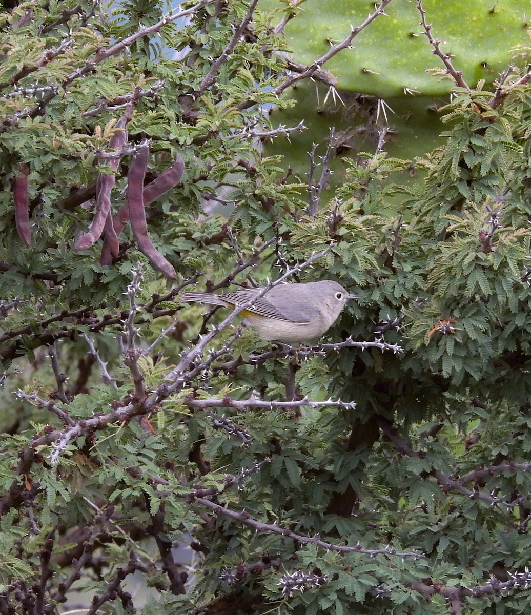 pinjeparula - ML643193951