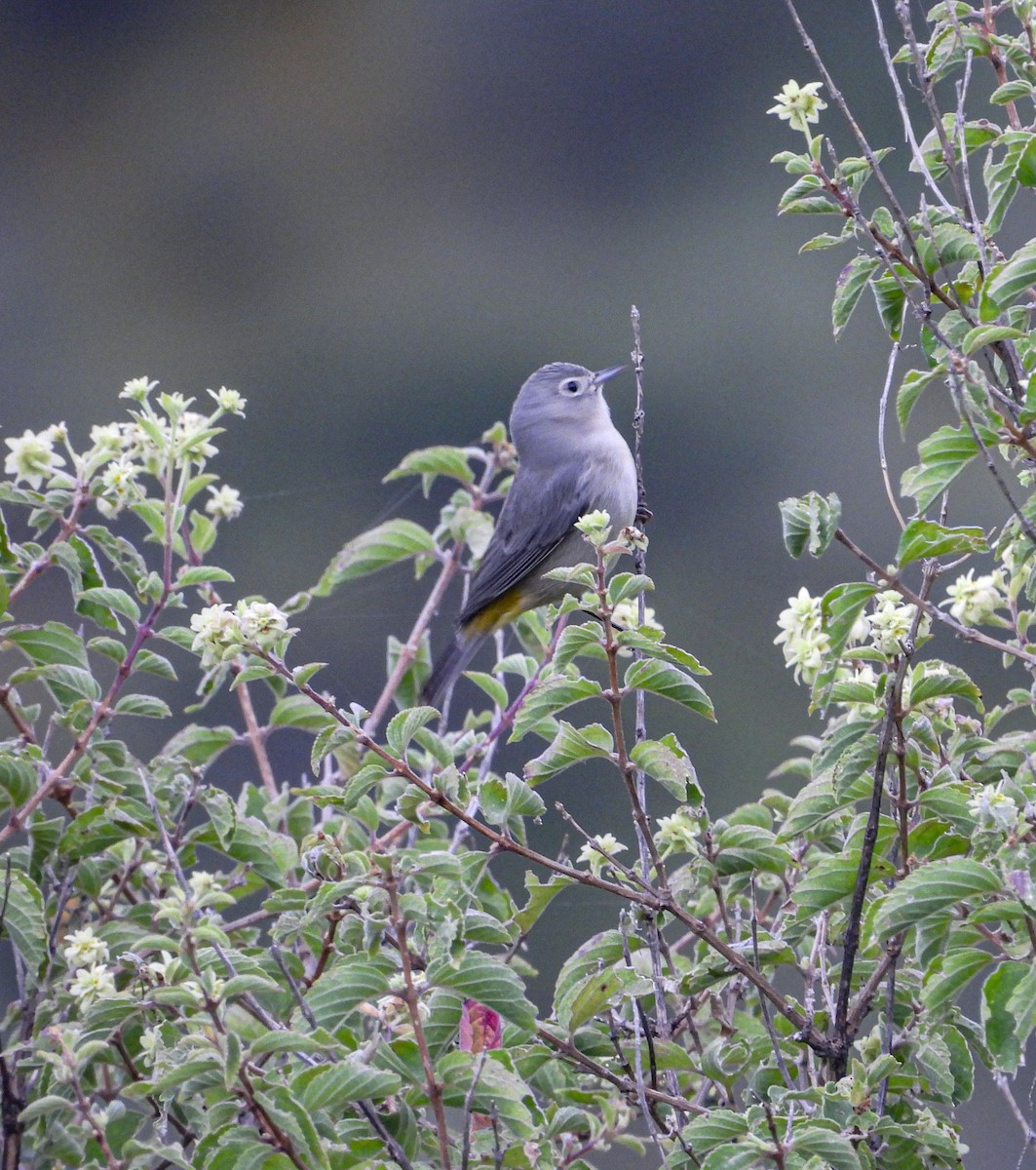 pinjeparula - ML643193954