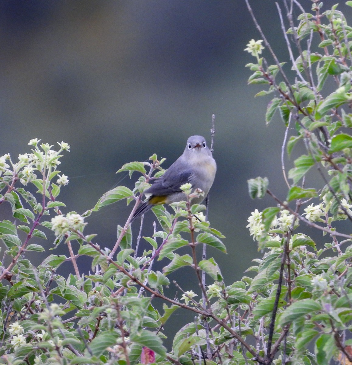 pinjeparula - ML643193955
