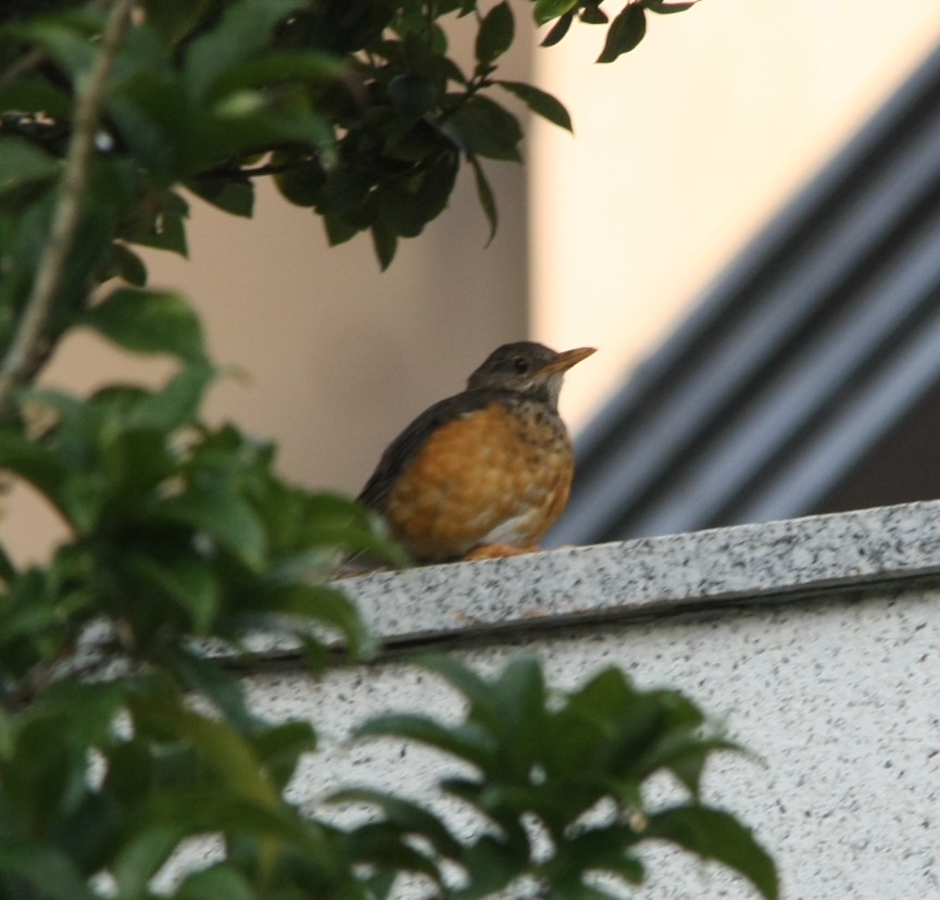 Black-breasted Thrush - ML643193966