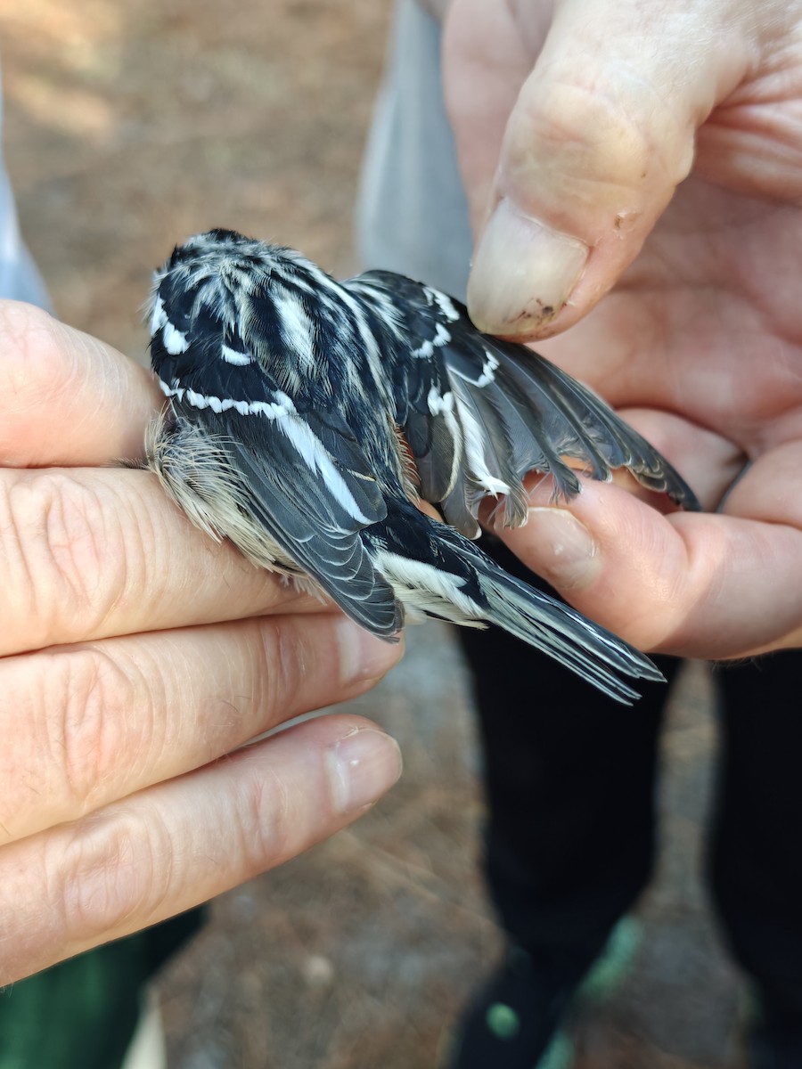 Black-and-white Warbler - ML643193975