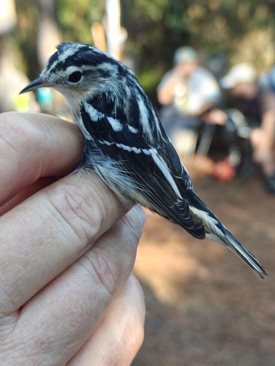 Black-and-white Warbler - ML643193976