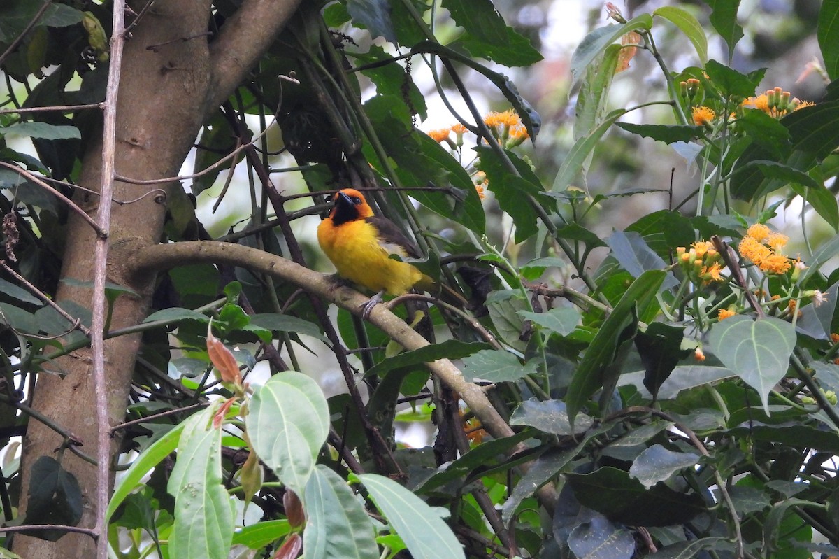 Black-necked Weaver - ML643193988