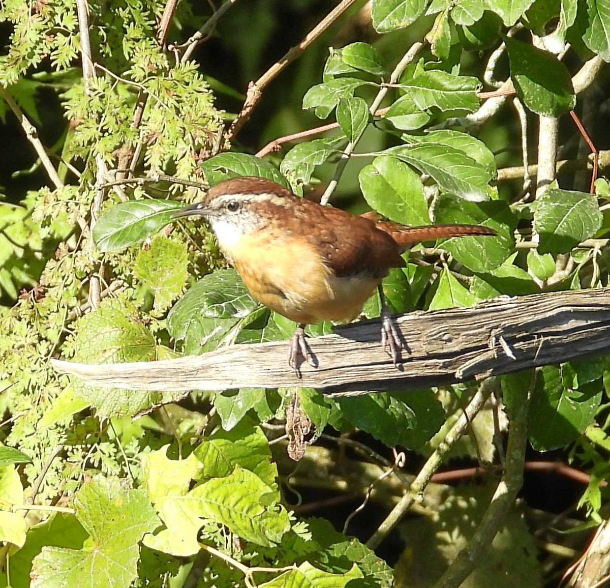Carolina Wren - ML643193994