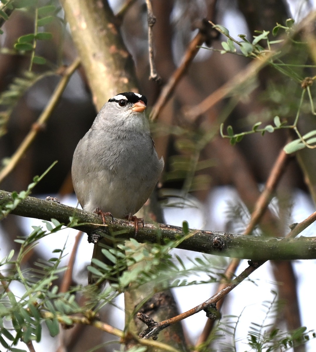 White-crowned Sparrow (oriantha) - ML643193997