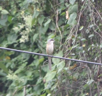 Gray-backed Shrike - ML643193999