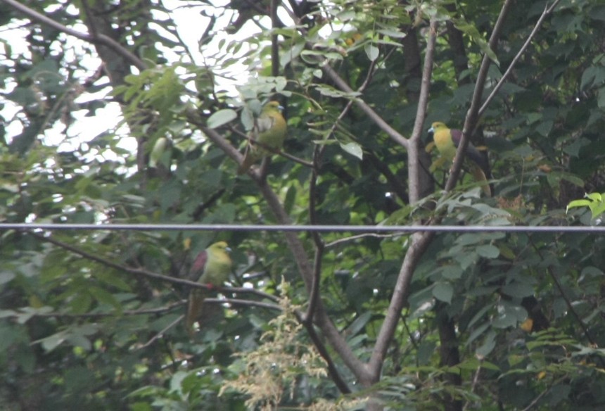 Wedge-tailed Green-Pigeon - ML643194003