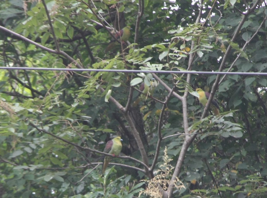 Wedge-tailed Green-Pigeon - ML643194004
