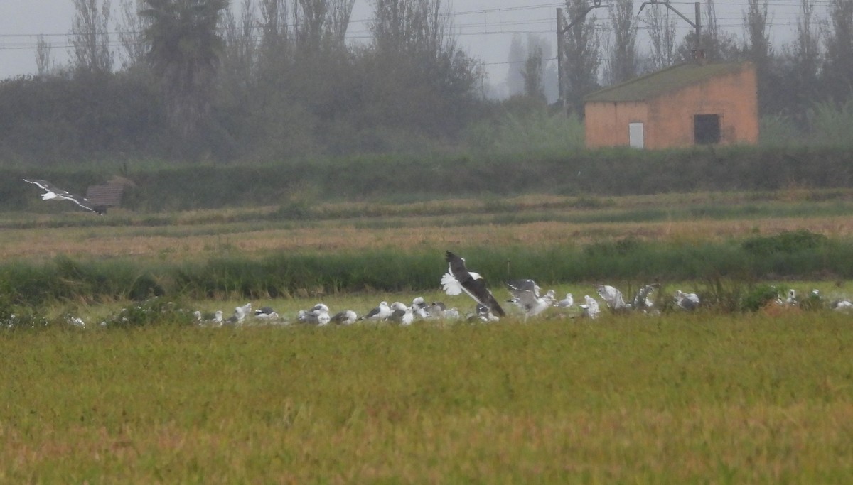 Lesser Black-backed Gull - ML643194011