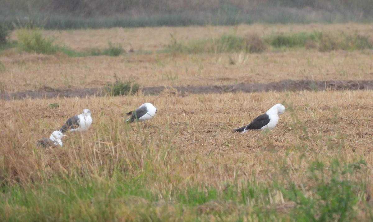 Lesser Black-backed Gull - ML643194012