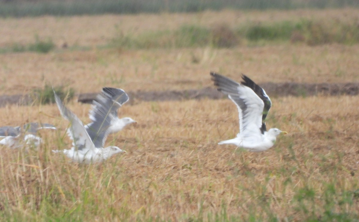 Lesser Black-backed Gull - ML643194013