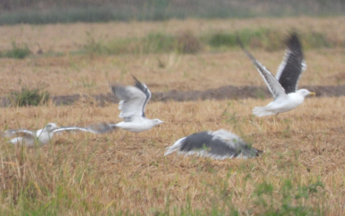 Lesser Black-backed Gull - ML643194014