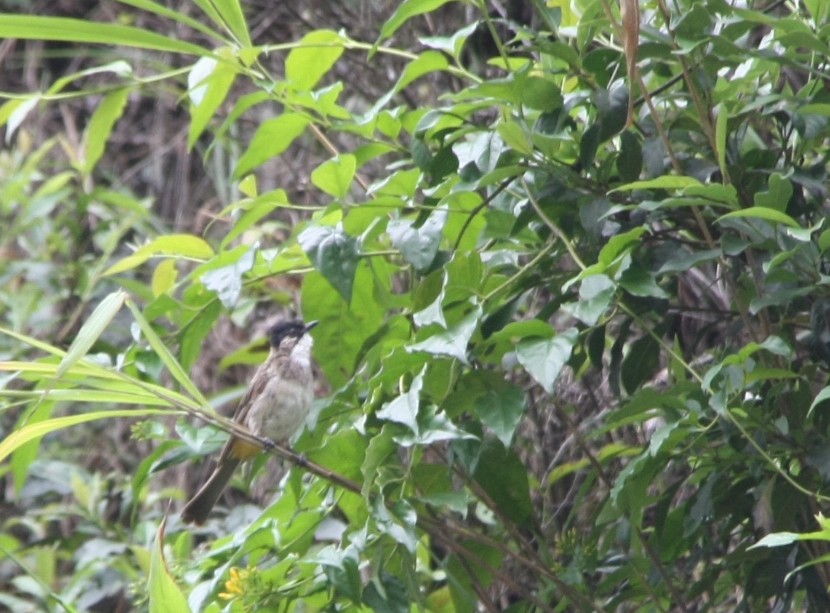 Brown-breasted Bulbul - ML643194016