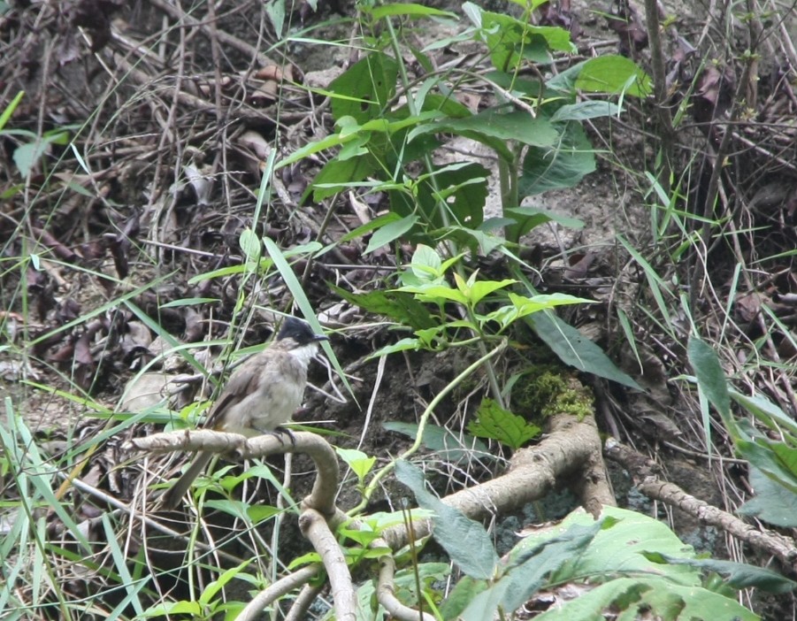 Brown-breasted Bulbul - ML643194017