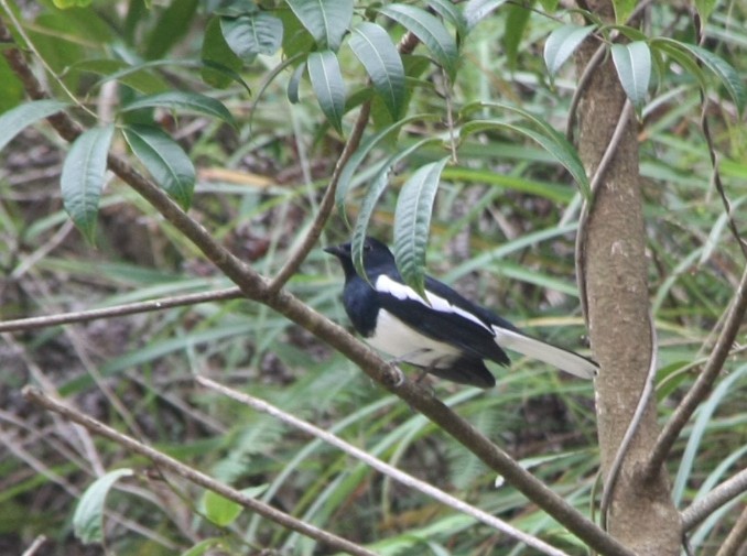 Oriental Magpie-Robin - ML643194021