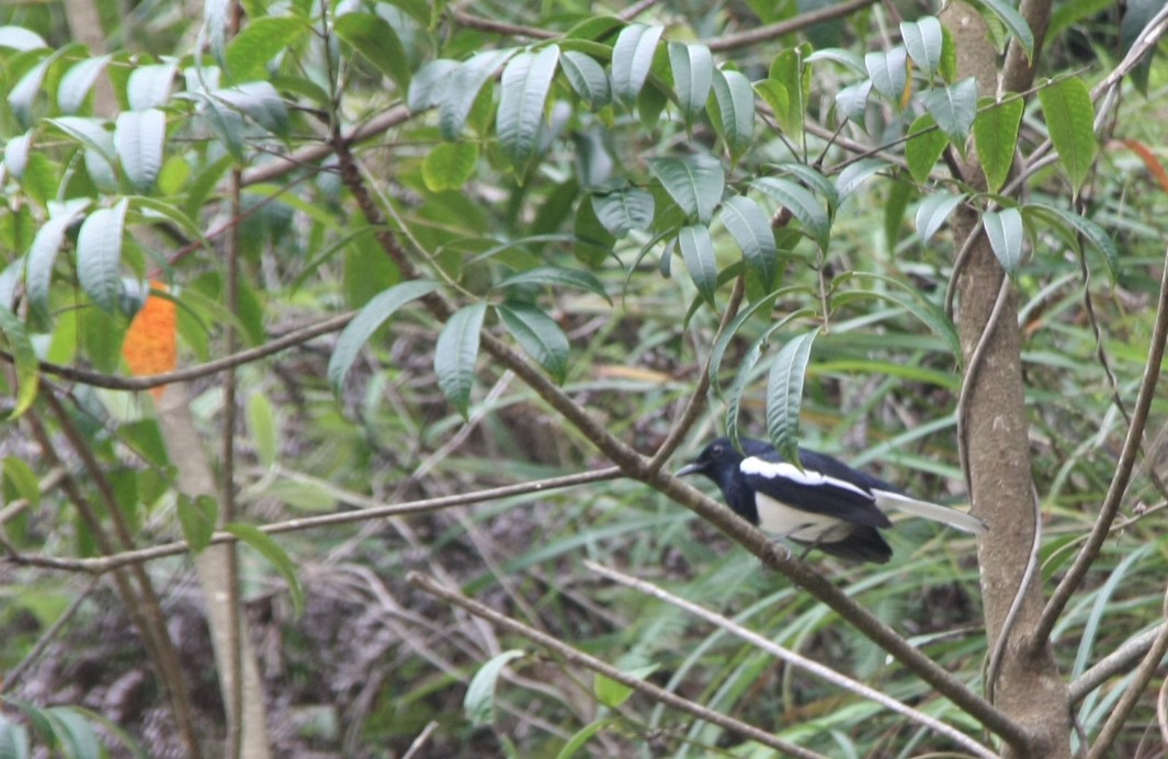 Oriental Magpie-Robin - ML643194022