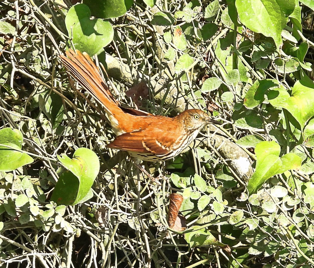 Brown Thrasher - ML643194024