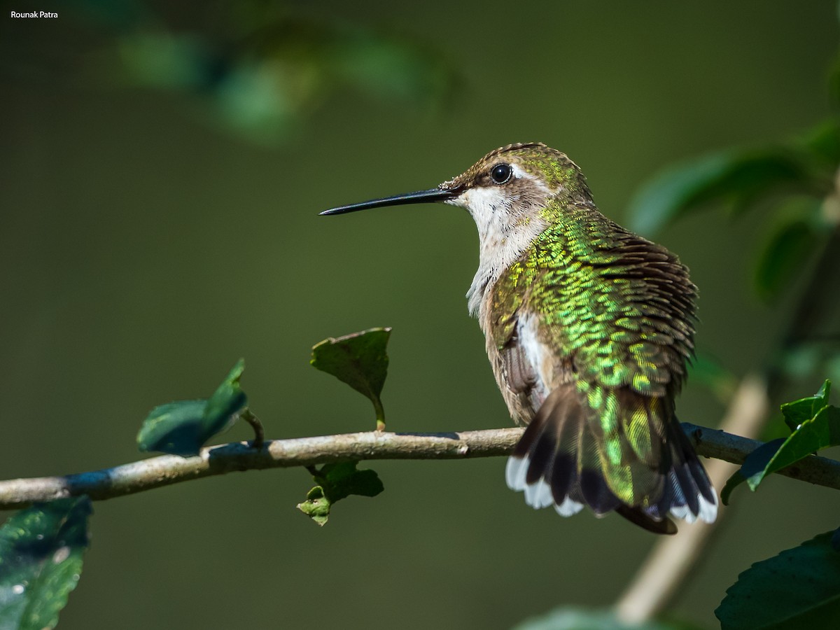 Colibri à gorge rubis - ML643194030