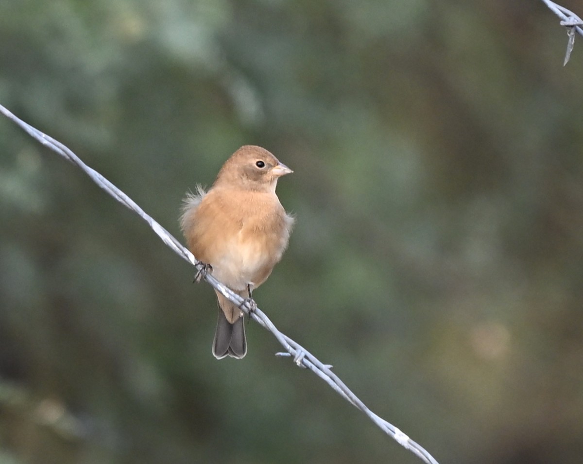 Lazuli Bunting - ML643194042