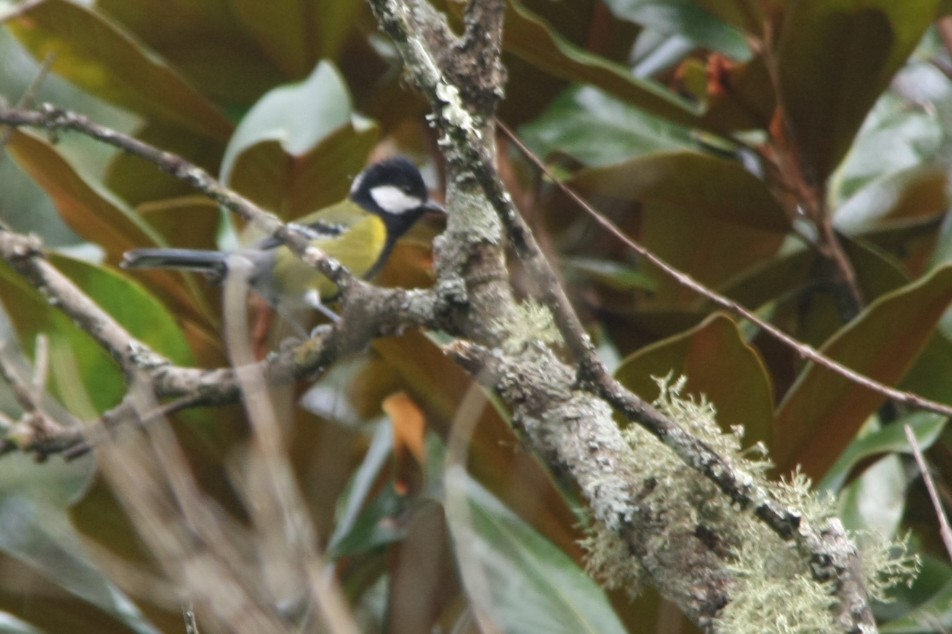 Green-backed Tit - ML643194043