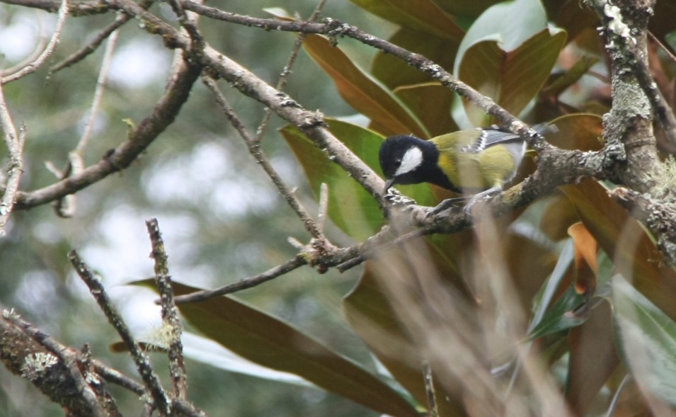 Green-backed Tit - ML643194050