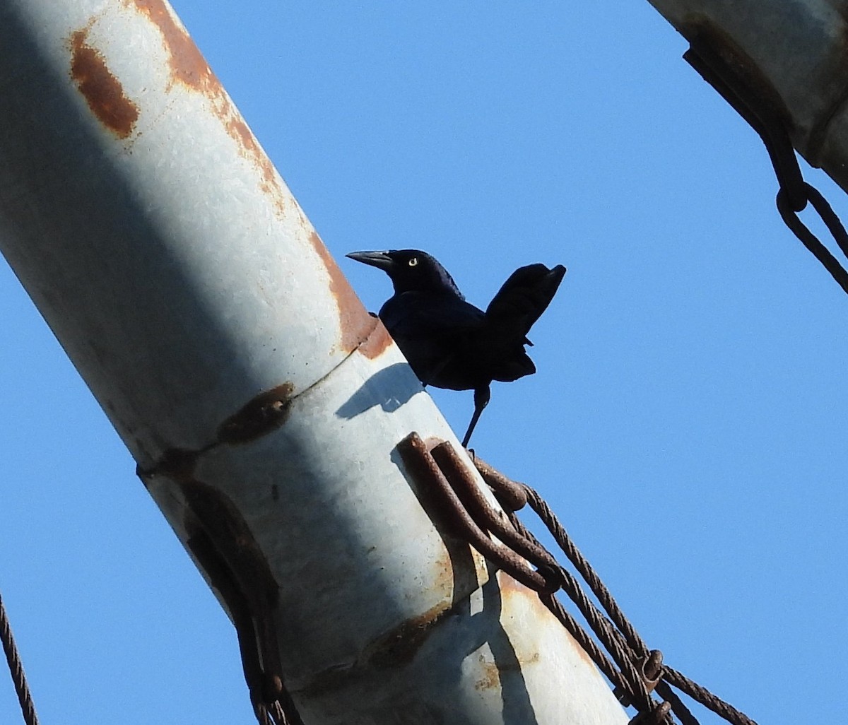 Great-tailed Grackle - ML643194052