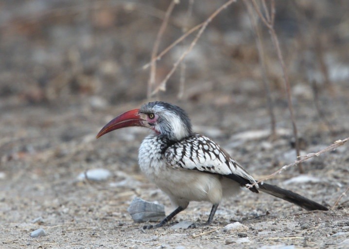 Southern Red-billed Hornbill - ML643194090