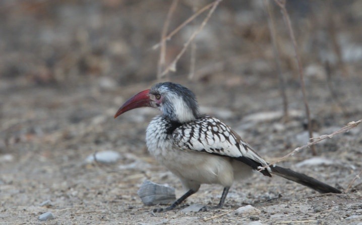 Southern Red-billed Hornbill - ML643194092