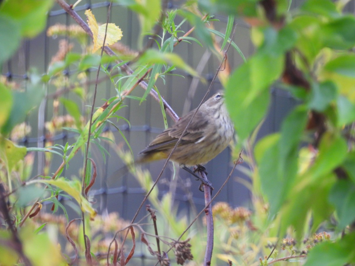 Palm Warbler (Western) - ML643194127