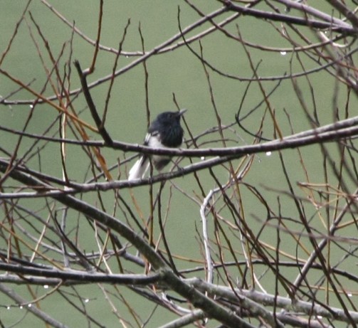 Oriental Magpie-Robin - ML643194129