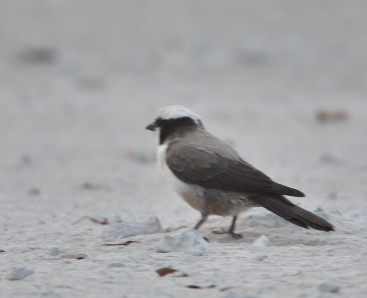 White-crowned Shrike - ML643194131