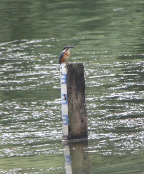 Common Kingfisher - ML643194144