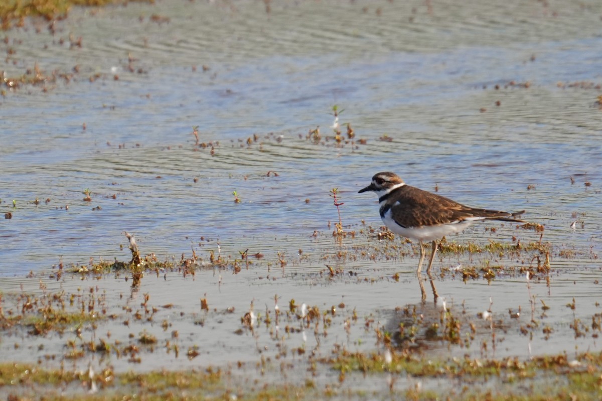 Killdeer - ML643194148