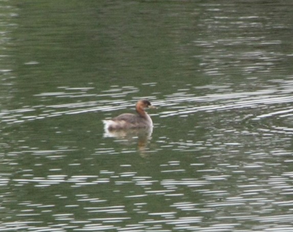 Little Grebe - ML643194152