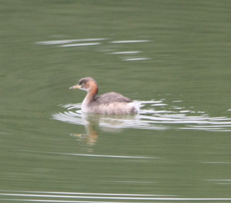 Little Grebe - ML643194154