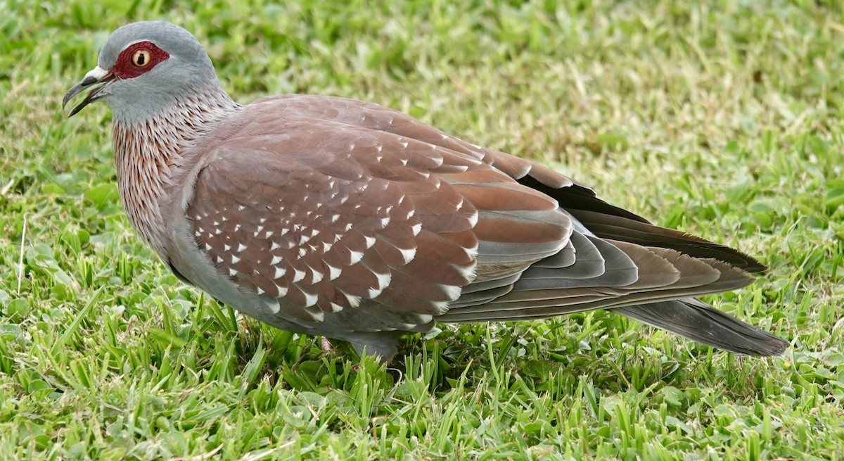 Speckled Pigeon - ML643194155