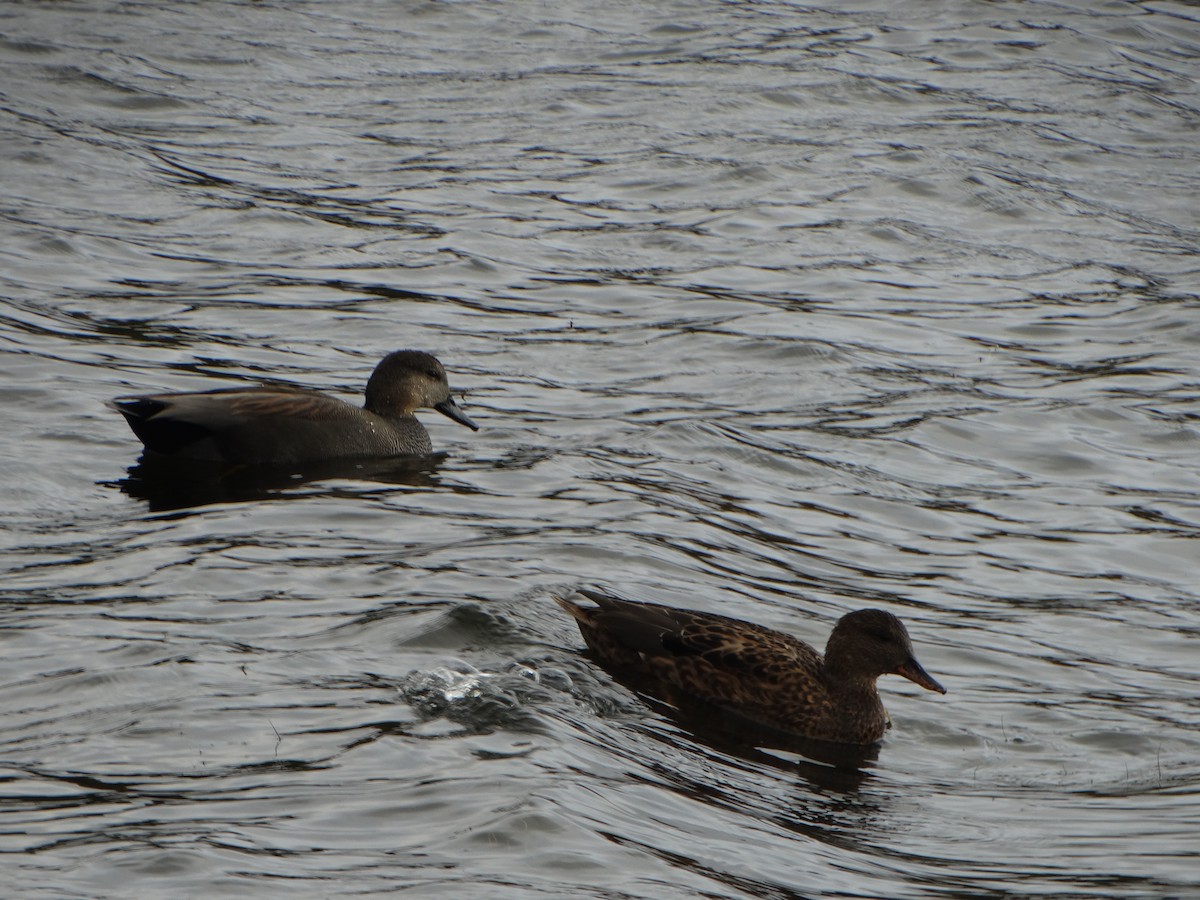 Gadwall - ML643194156