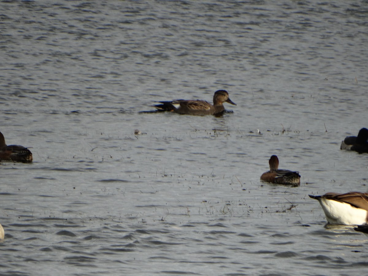 Gadwall - ML643194157